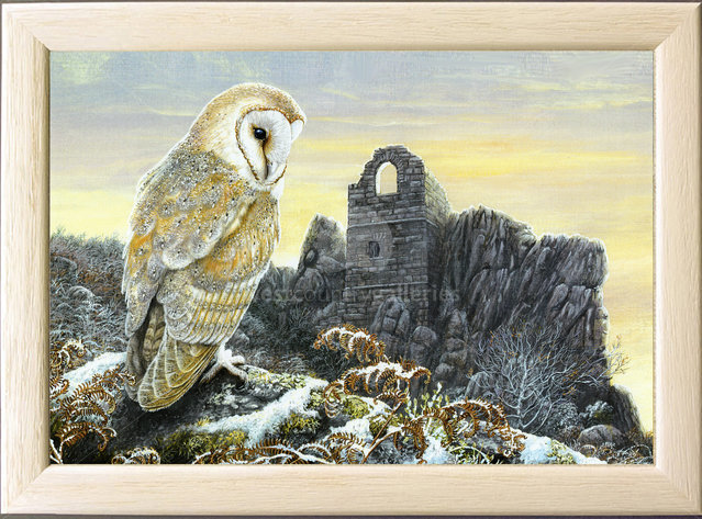 Image of Winter Sunset, Barn Owl, The Hermit's Hut, Roche Rock, Roche, Cornwall